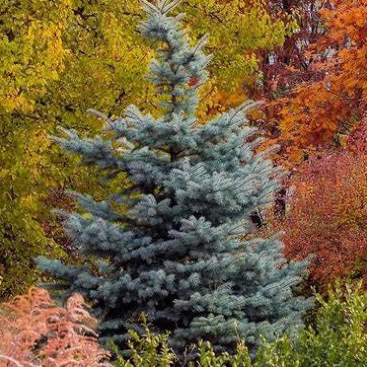Smrek pichľavý (Picea Pungens) ´BLUE DIAMOND´ - výška 10-15 cm, kont. C1.5L